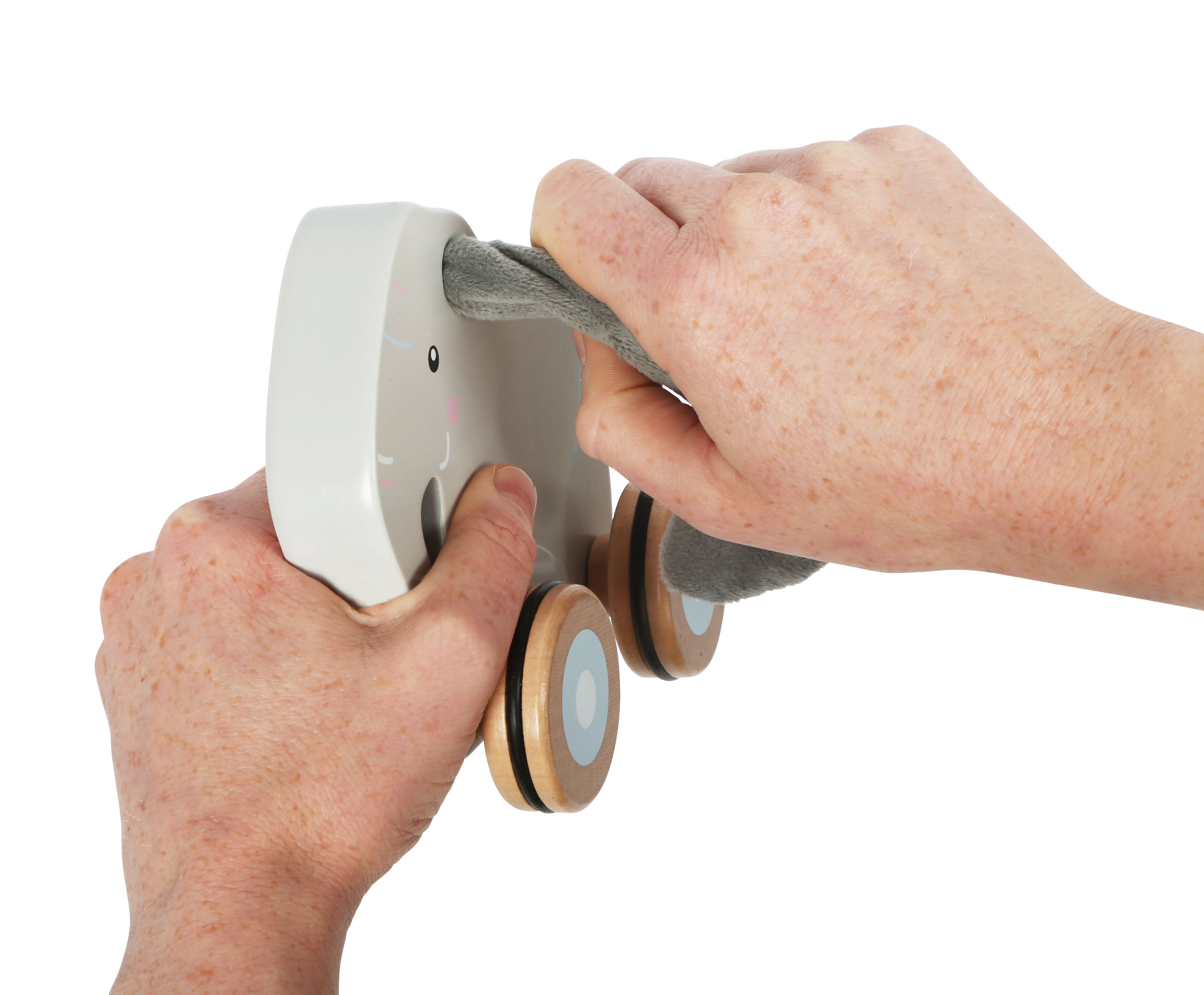 Herausziehen der Knisterohren bei Nachziehtier Elefant