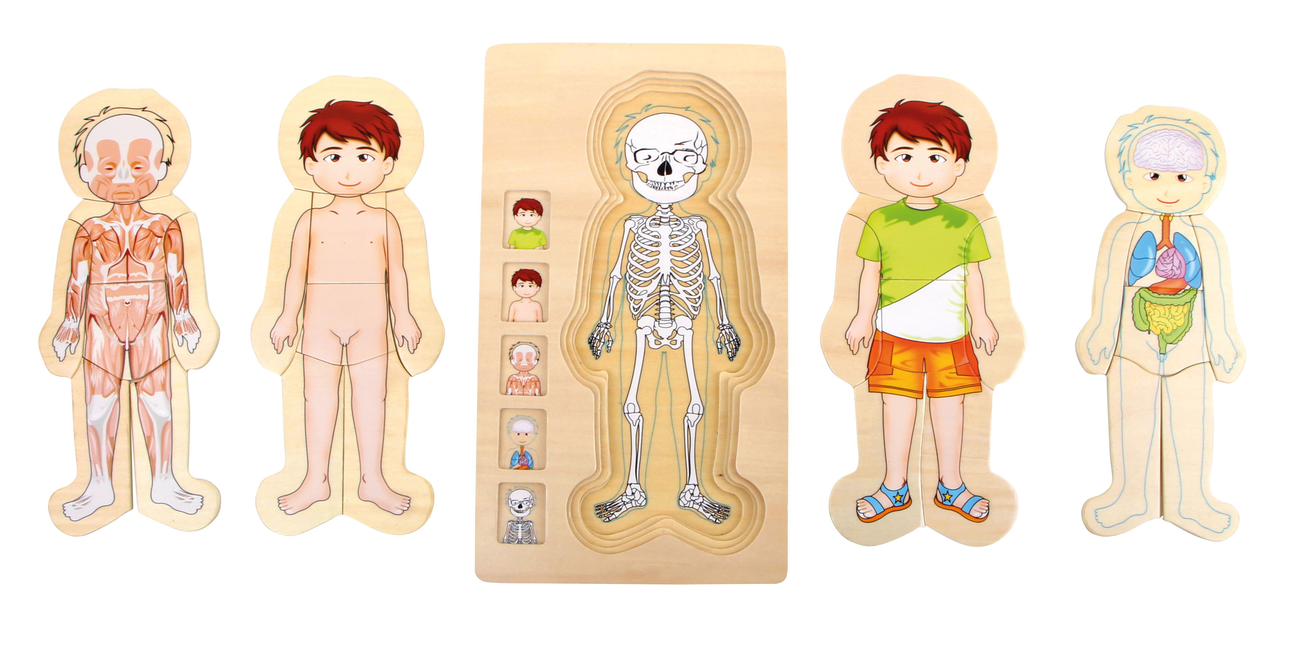 Schichtenpuzzle Anatomie eines Jungen