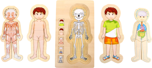 Schichtenpuzzle Anatomie eines Jungen