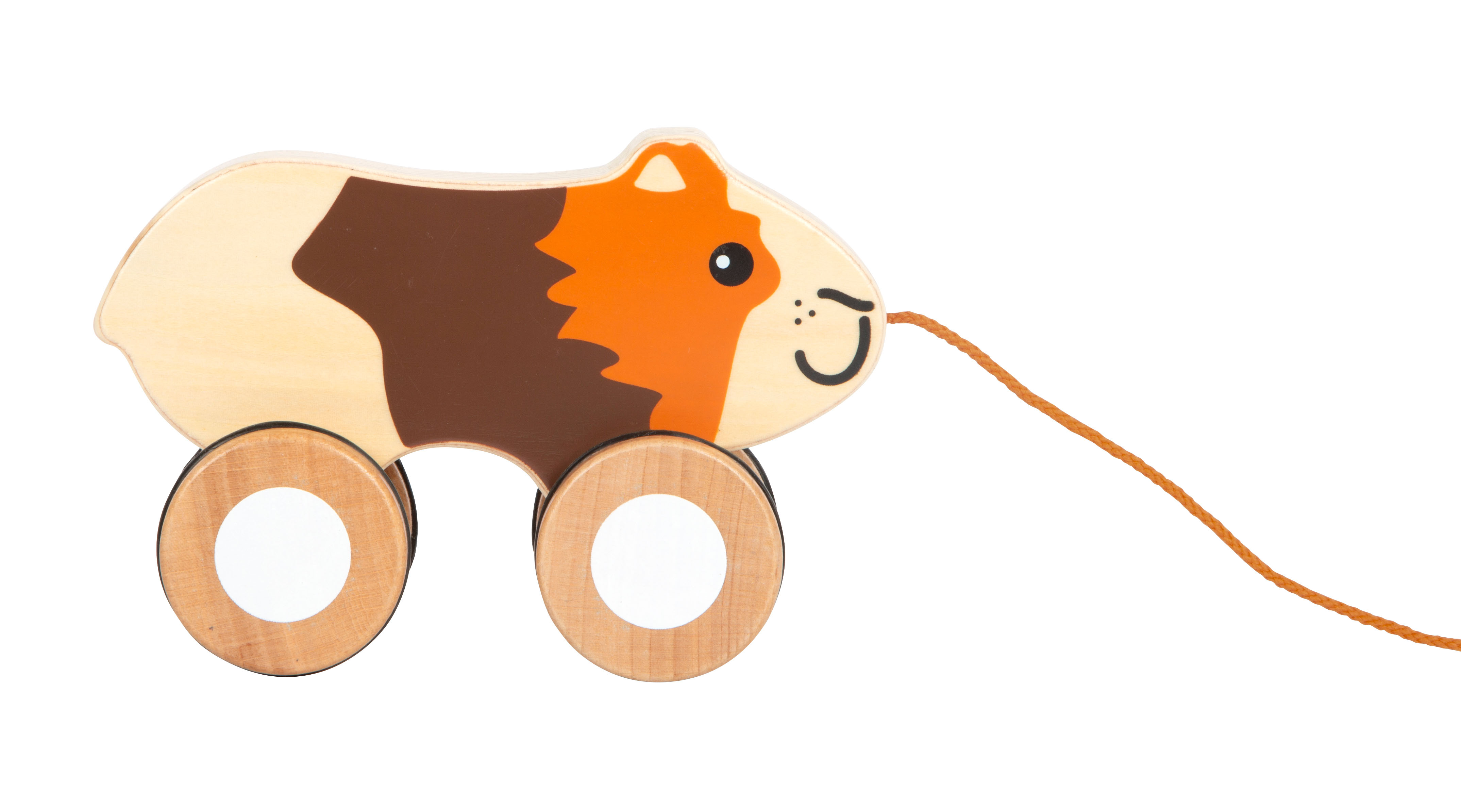 Profilansicht Nachziehtier Meerschweinchen ausgezogene Leine