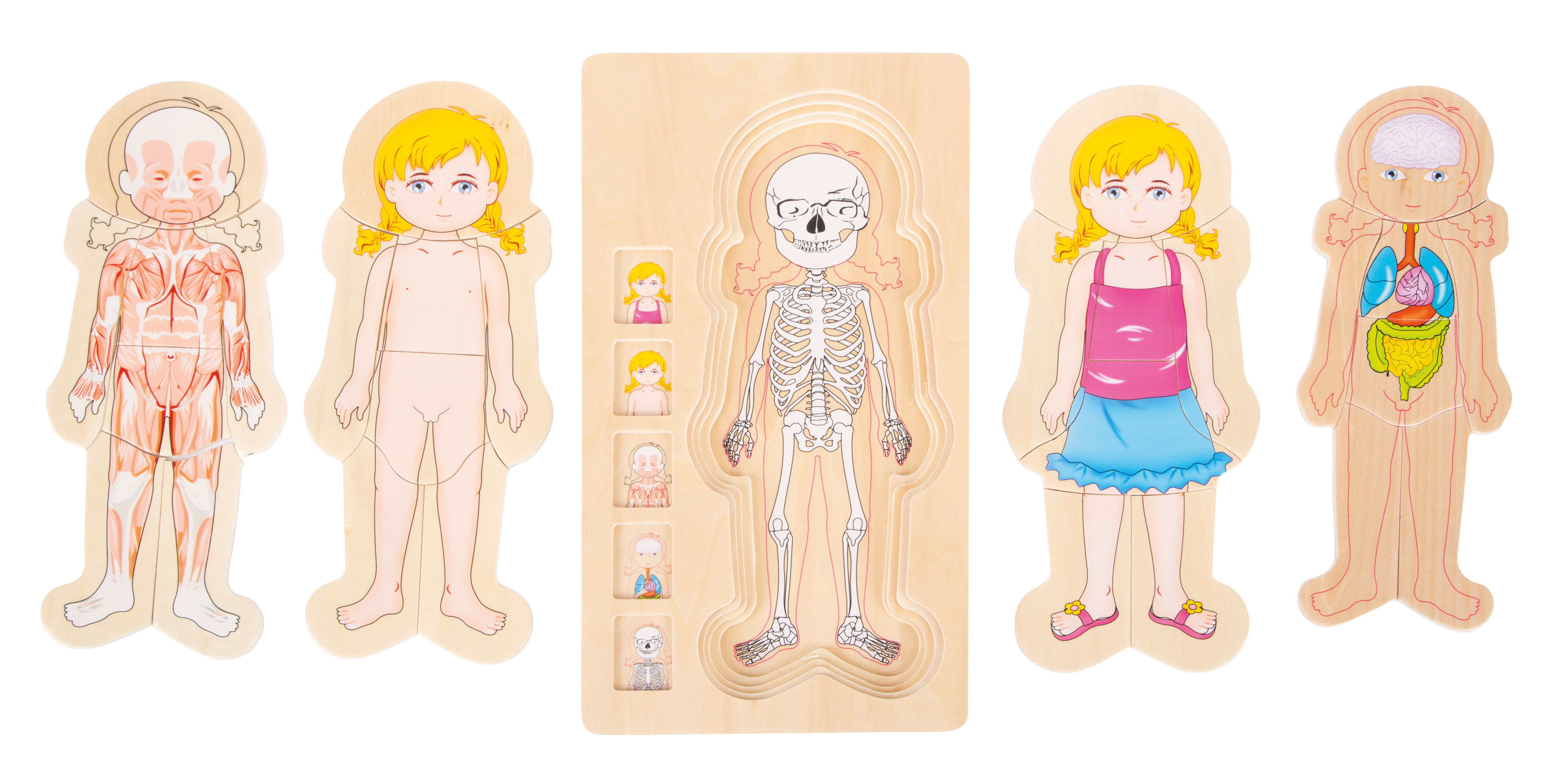 Schichtenpuzzle zur Anatomie eines Mädchens